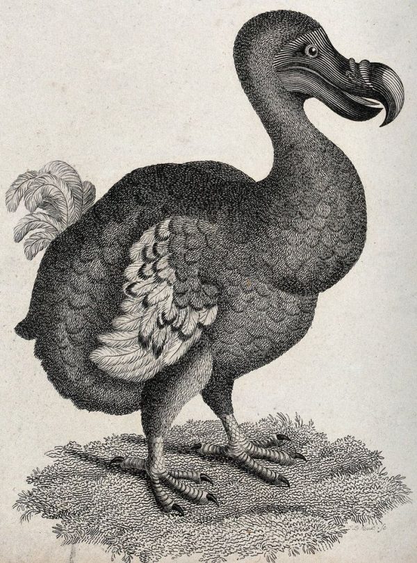 51 - SPECIE PERDUTE. STORIE DI ESTINZIONI E SOPRAVVIVENZE INASPETTATE (NOVITÀ)