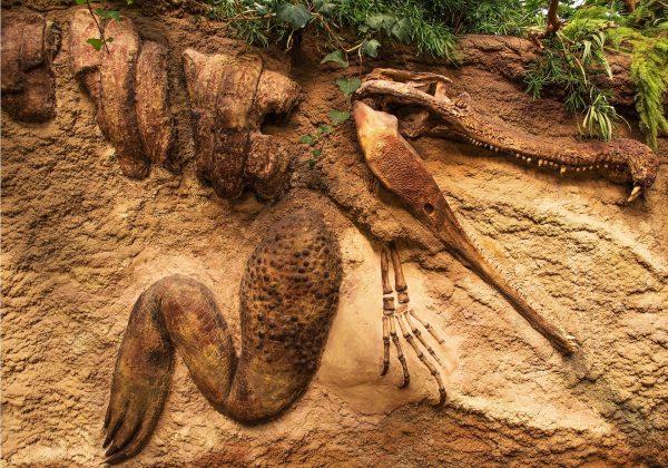 23 - DECIFRARE LA NATURA. STORIA DELLE ESPLORAZIONI NATURALISTICHE, DALL'ANTICHITA' AD OGGI (NOVITA')