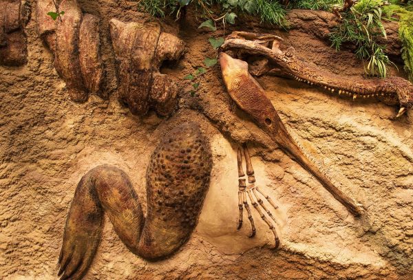 23 - DECIFRARE LA NATURA. STORIA DELLE ESPLORAZIONI NATURALISTICHE, DALL'ANTICHITA' AD OGGI (NOVITA')