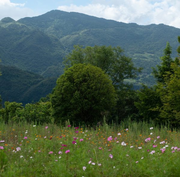 43 - UN’ITALIA DI PIANTE: UN RACCONTO DI VIAGGI E BIODIVERSITÀ	NOVITÀ