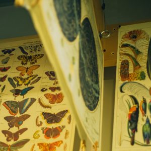 7 NATURALES HISTORIAE NUOVO Aneddoti, curiosità e bizzarrie sulla Natura e su chi l’ha studiata