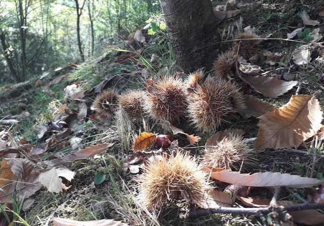 Convegno: “STORIA SOCIALE DELLA CASTANICOLTURA NELLE COLLINE BERGAMASCHE”: